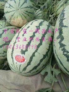 中卫硒砂瓜今日报价,价格行情一览
