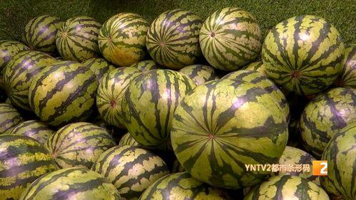 分宜麒麟瓜今日价格,价格行情一览