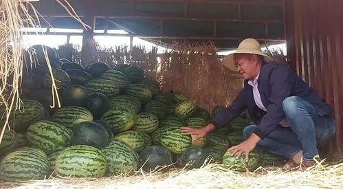 昆明今日小瓜价,新鲜上市，价格亲民