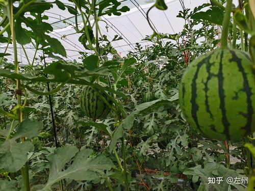 超市小吊瓜今日价格,实惠好选
