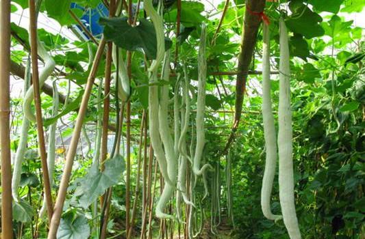 蛇瓜价格今日价格,涨跌波动一览