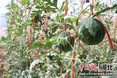 河南省小吊瓜今日价格,价格行情一览”