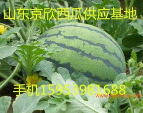 山东西瓜今日收瓜价,行情波动，市场动态一览”