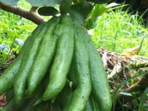 佛手瓜多少钱一斤今日,今日行情一斤多少钱？”