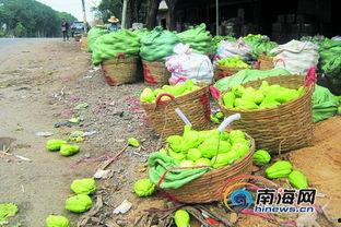 佛手瓜多少钱一斤今日,今日行情一斤多少钱？”