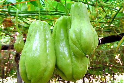 寿光市场今日佛手瓜价格