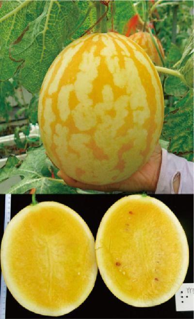 金玉蜜瓜今日价格,价格行情一览”