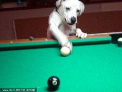 明星网红台球怎么玩的,台球运动魅力无限