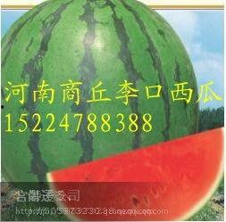 景东今日小瓜价格行情,涨跌波动，市场动态一览”