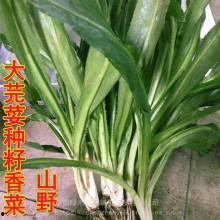 蒲瓜价格行情今日,今日市场动态一览