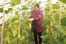 蒲瓜价格行情今日,今日市场动态一览