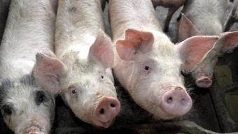 甘肃酒泉瓜州今日猪价