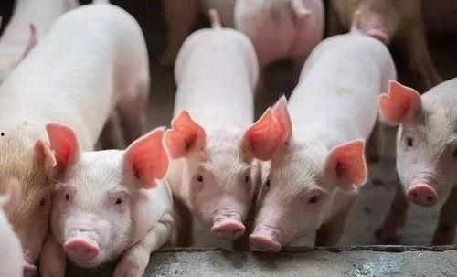 甘肃酒泉瓜州今日猪价