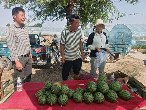 莘县小吊瓜今日价格多少,价格行情一览”