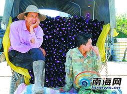 今日崖城瓜菜价格