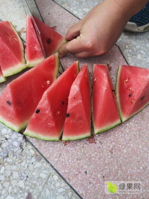 砀山麒麟瓜今日最新价格,价格行情一览”