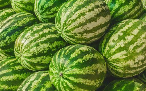 今日吃瓜大赛mr,mr版精彩回顾