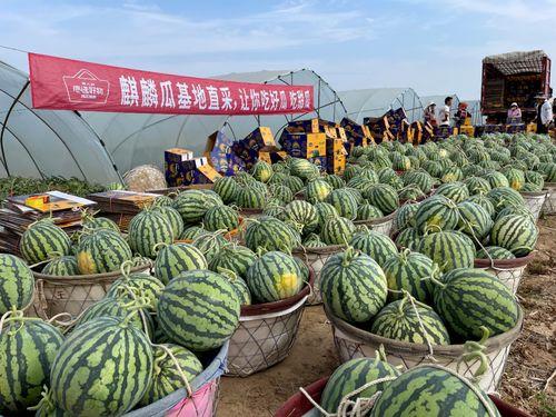 麒麟瓜产地今日价格