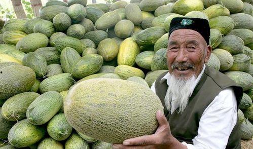 哈密瓜今日批发价,品质与价格齐飞，果香四溢迎丰收”