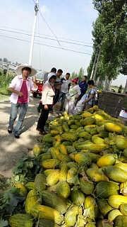 广州哈密瓜批发今日行情