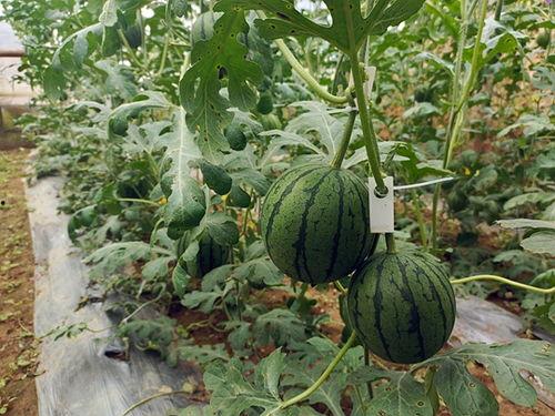 中牟吊瓜今日价格表