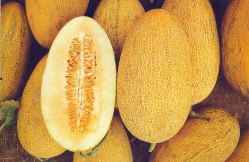 2022哈密瓜今日价格,今日价格一览