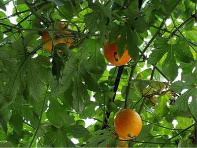 今日吊瓜最新价格,探秘市场波动背后的最新行情