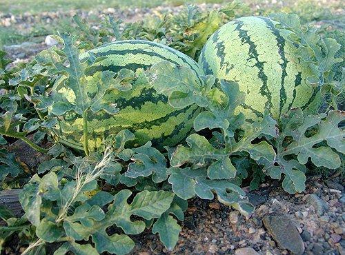 顺丰硒砂瓜今日行情,品质瓜果价格走俏，市场反响热烈