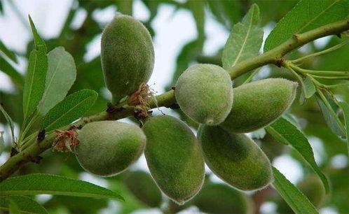 今日大沙河吊瓜行情如何,丰收季喜讯连连