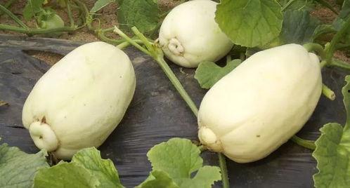 青州银瓜今日价格,价格行情一览”