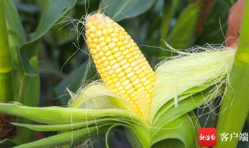 今日海南种什么瓜菜最好,海南今日最佳种植瓜菜指南