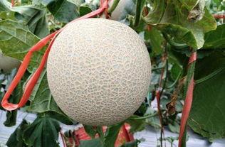 海南省今日蜜瓜价格,价格行情一览