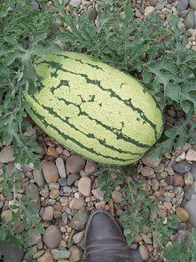 今日硒砂瓜价格,市场波动下的甜蜜行情